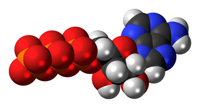 ATP molecular model