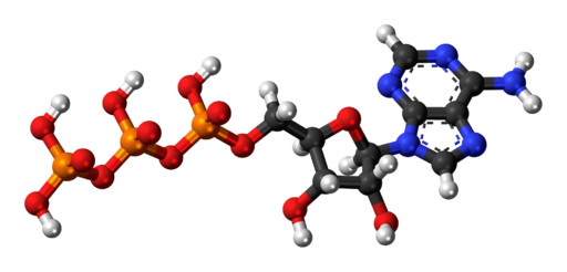 Ball and stick model of ATP