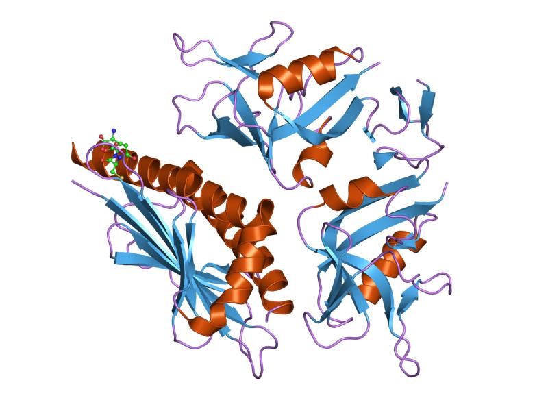 ribbon protein model