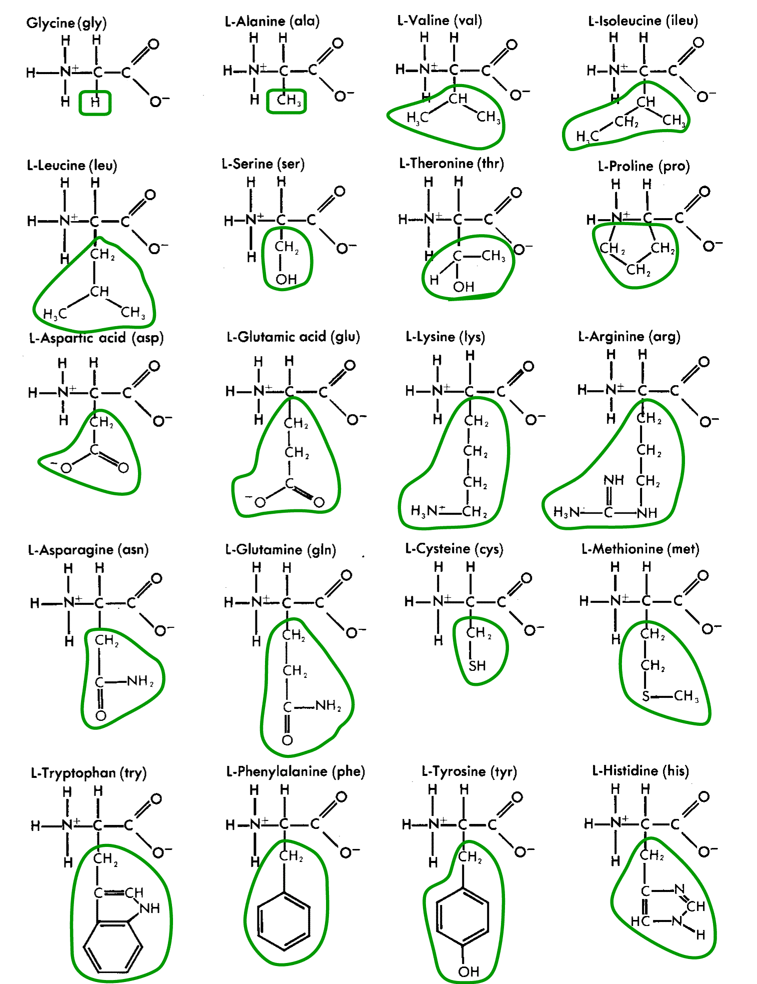 Chart of 20 Amino Acids