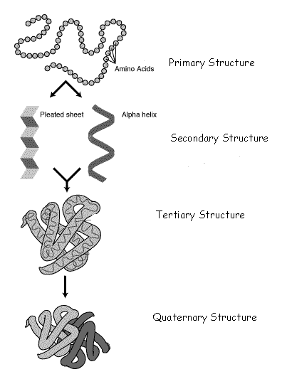 diagram of structural levels of proteins