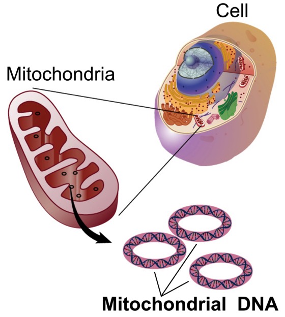 diagram of mitochondria and mitochondrial DNA
