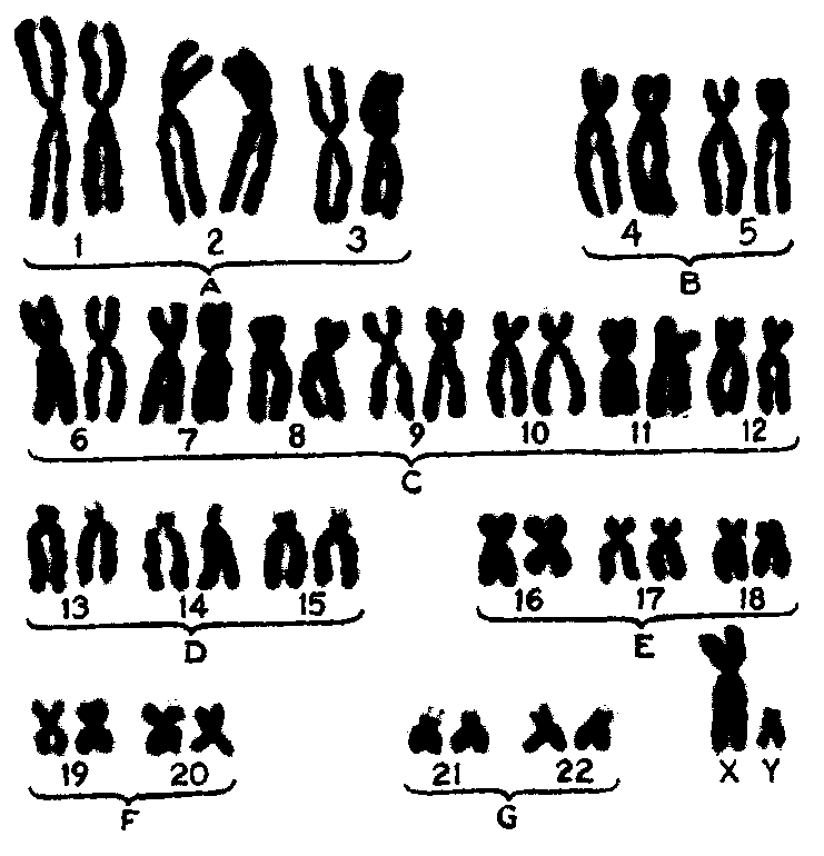 sorted human male karyotype