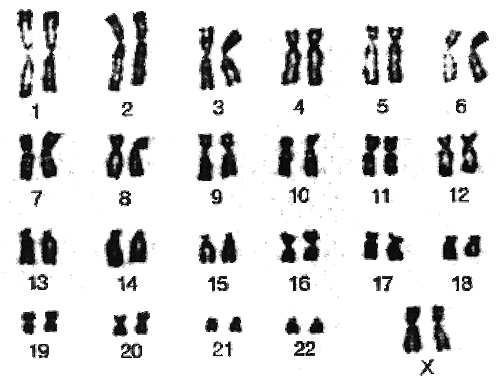 sorted human female karyotype