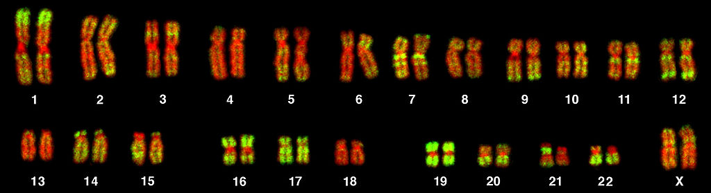 fluorescence labeled human chromosomes