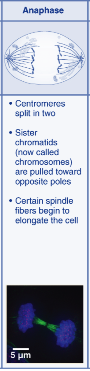 anaphase diagram