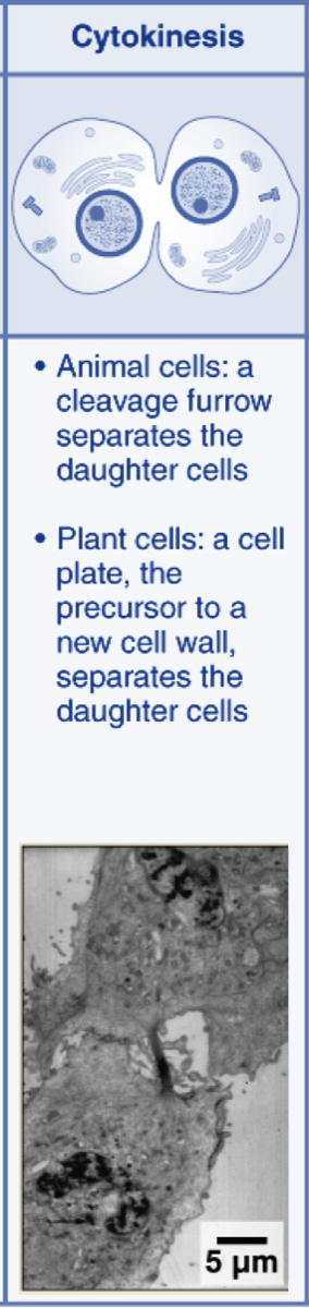 cytokinesis diagram