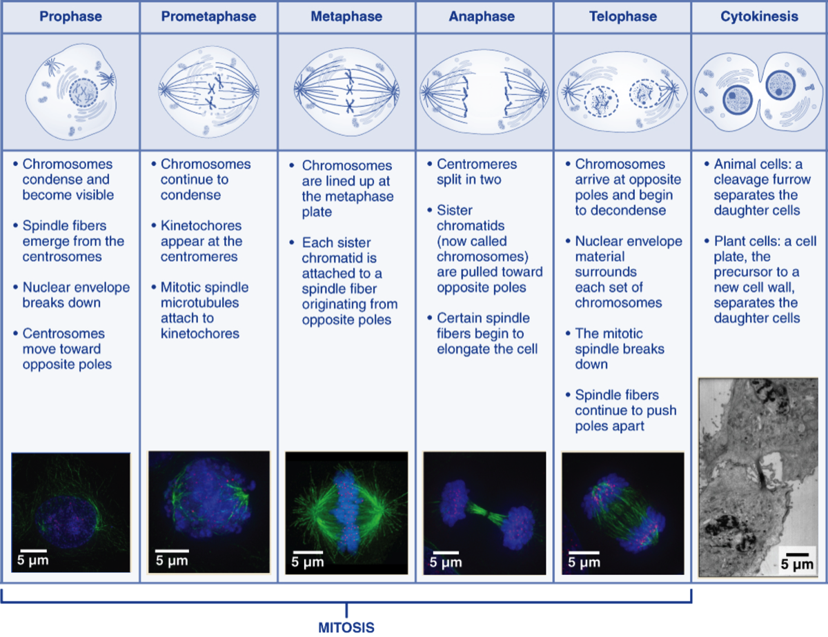 Mitosis Chart