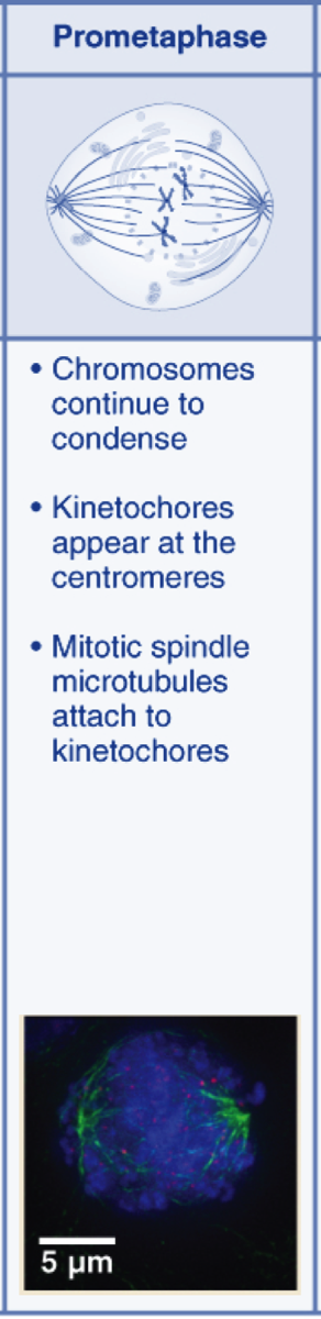 prometaphase diagram