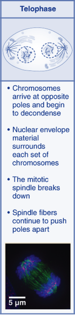 telophase diagram