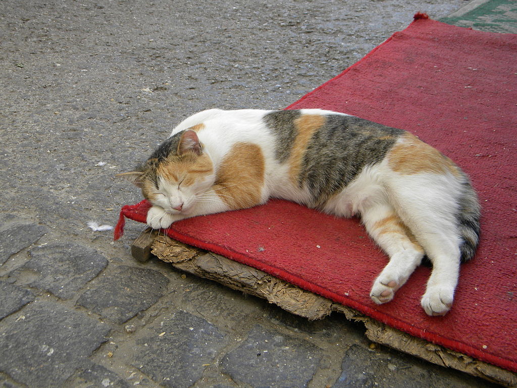 Calico cat