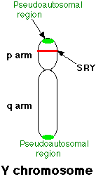 Y chromosome showing pseudoautosomal region