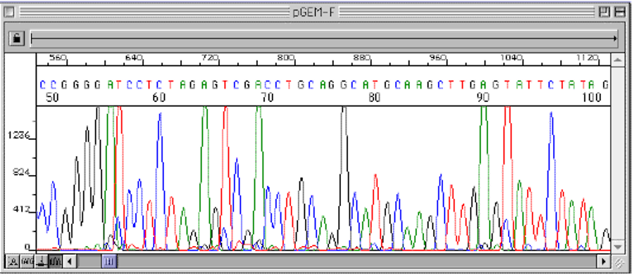 Electropherogram of Sanger sequencing sample