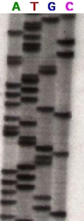Gel electrophoresis of Sanger sequencing sample