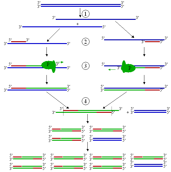 PCR Diagram