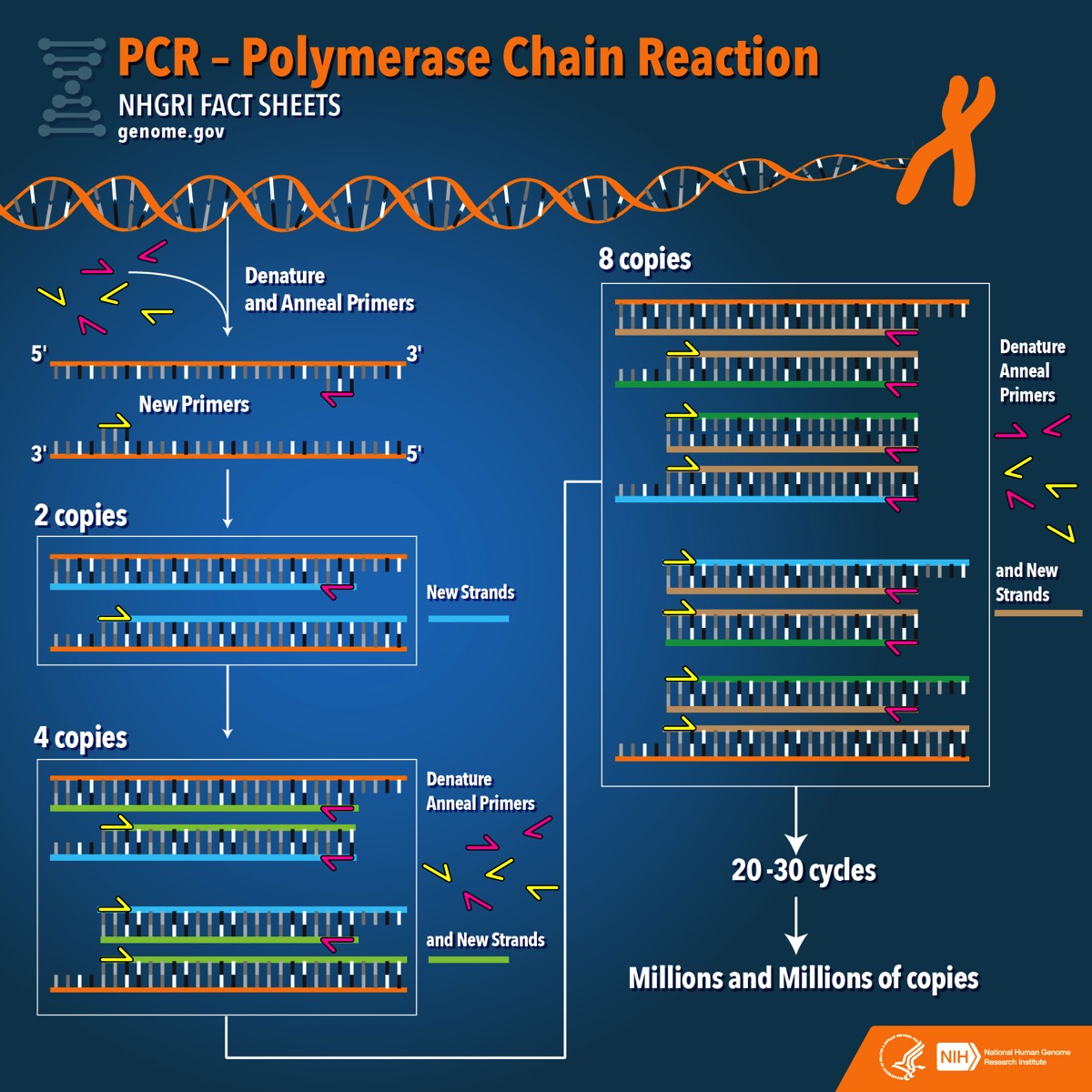 pcr-polymerase-chain-reaction