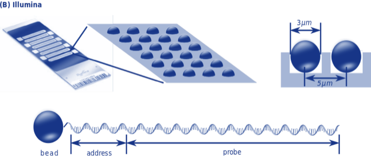 Illumina bead chip diagram
