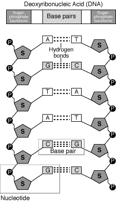 base pairing diagram