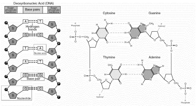 Nucleotide hydrogen bonding