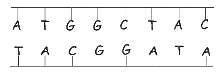 simplified diagram of DNA
