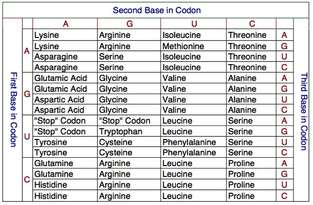 Dna To Mrna Chart