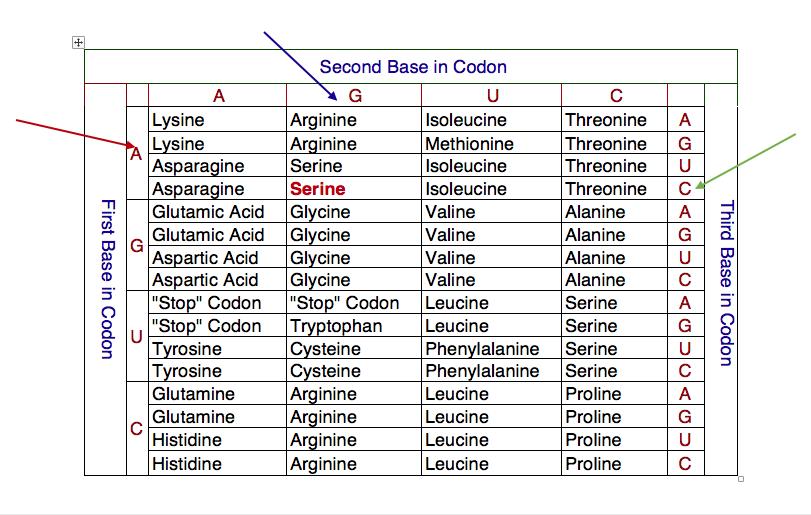 Protein Synthesis Chart