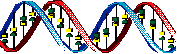 DNA helix