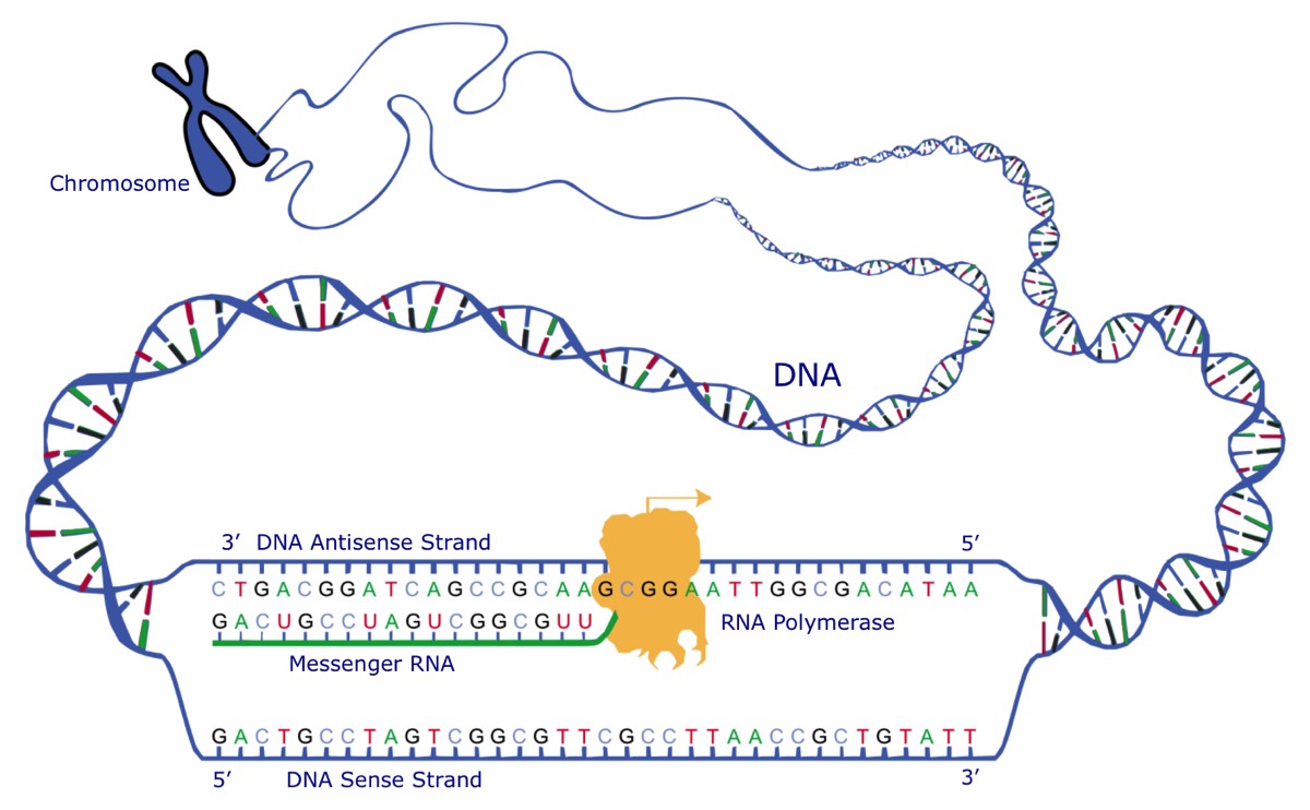 Transcription diagram