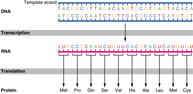 translation diagram